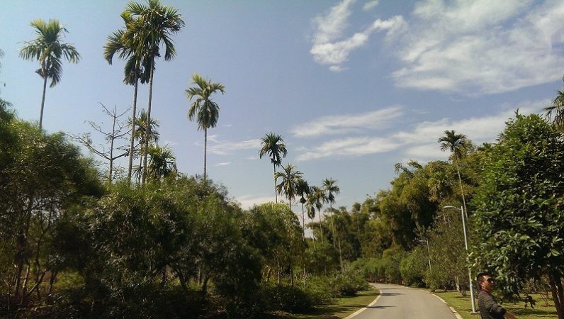the tropical gardens of Yunnan