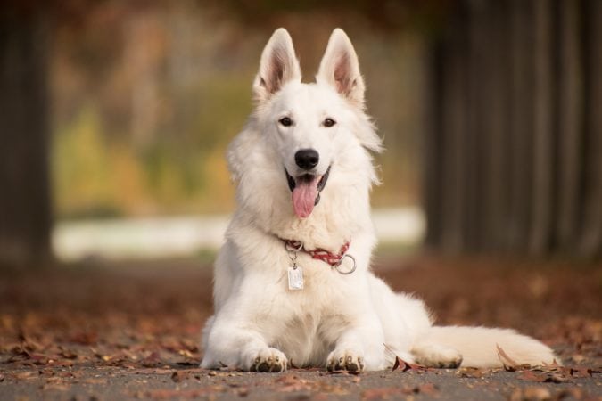 german shepherd dog