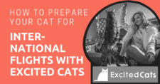How to Prepare Your Cat for International Flights With Excited Cats