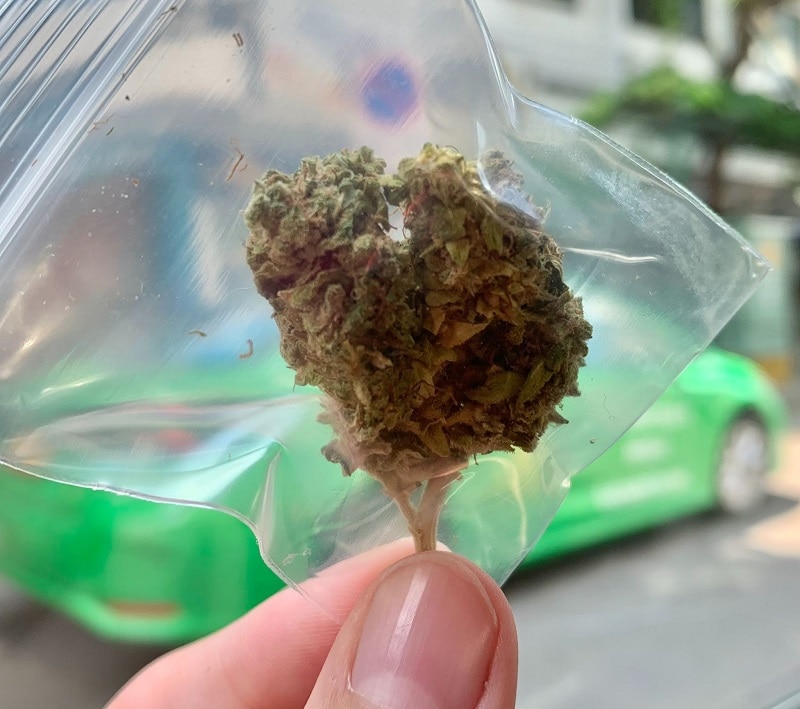 Here are a few places you can shop in-person for all of your weedy needs: Highland Café is the most prominent spot right now. The folks there are heavily involved in the market and one of the main organizers of the recent cannabis festival near Bangkok. 420 Cannabis Bar has several locationsand some very interesting products. Cannabis fried chicken anyone? The Dispensary by Taratera is the most high-tech (no pun intended) cannabis operation with loads of science behind their goods. Sukhumweed Dispensary got a lot of attention on opening day and sold out to long lines around the block, but we hear they have quickly restocked most products. Leaf Cannabis Cafe has been around for a while selling non-THC products in preparation for the boom. They are now ready to serve more than leafy tea. Chopaka is the brand new space full of fun accessories and bud from Thailand’s queen of Cannabis Kitty Chopaka. Sensii is the latest dispensary to pop up in Bangkok, conveniently located inside the Tortilla Quemada restaurant so you can feed your munchies with tacos conveniently. Candyland is the place to go if you are in Thailand’s coastal playground of Pattaya! Online Shops Here are a few options for those lazy days when you need your high delivered: Bloom Asia was one of the first to go public about marijuana in Thailand. They sell a range of THC and CBD products online. Candy After Dark is happy to send their kushy products right to your home with free delivery if you live near Chiang Mai.Line Shopping. If you have a Line account (everyone in Thailand should) then you can simply put key words like “kush” into the search bar and get excited by the amazing selection of choice. Strains, Varieties, Potency, and Prices Cannabaceae is the family of plants, then cannabis indica and cannabis sativa are the two main subspecies of plants, hybrid is named as such because it is a new strain created by combining both indica and sativa. These are the three main cannabis strains available in Thailand. Here are a few places you can shop in-person for all of your weedy needs: Highland Café is the most prominent spot right now. The folks there are heavily involved in the market and one of the main organizers of the recent cannabis festival near Bangkok. 420 Cannabis Bar has several locationsand some very interesting products. Cannabis fried chicken anyone? The Dispensary by Taratera is the most high-tech (no pun intended) cannabis operation with loads of science behind their goods. Sukhumweed Dispensary got a lot of attention on opening day and sold out to long lines around the block, but we hear they have quickly restocked most products. Leaf Cannabis Cafe has been around for a while selling non-THC products in preparation for the boom. They are now ready to serve more than leafy tea. Chopaka is the brand new space full of fun accessories and bud from Thailand’s queen of Cannabis Kitty Chopaka. Sensii is the latest dispensary to pop up in Bangkok, conveniently located inside the Tortilla Quemada restaurant so you can feed your munchies with tacos conveniently. Candyland is the place to go if you are in Thailand’s coastal playground of Pattaya! Online Shops Here are a few options for those lazy days when you need your high delivered: Bloom Asia was one of the first to go public about marijuana in Thailand. They sell a range of THC and CBD products online. Candy After Dark is happy to send their kushy products right to your home with free delivery if you live near Chiang Mai.Line Shopping. If you have a Line account (everyone in Thailand should) then you can simply put key words like “kush” into the search bar and get excited by the amazing selection of choice. Strains, Varieties, Potency, and Prices Cannabaceae is the family of plants, then cannabis indica and cannabis sativa are the two main subspecies of plants, hybrid is named as such because it is a new strain created by combining both indica and sativa. These are the three main cannabis strains available in Thailand.