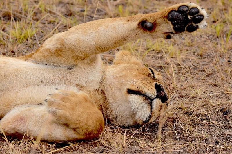 A sleepy wild African lioness laying in the grass with one paw in the air as seen on Safari in Uganda.