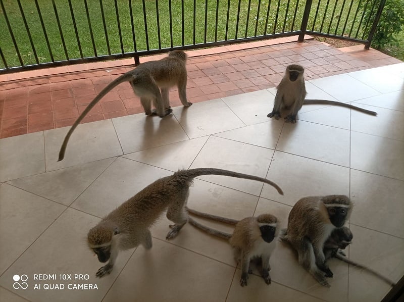 Monkeys in Uganda on a residential porch trying to get into the house. 