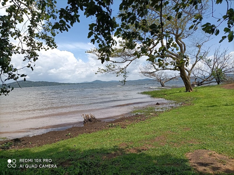  Lake Victoria, Uganda. green grass being lapped by gentle waves of lake  water. 