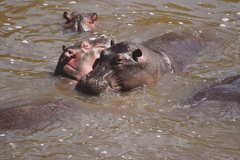 Brown lake water with3 hippos poking their heads through the surface in Uganda