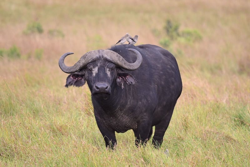 A wild African buffalo standing in green grass with 3 birds on its back. 