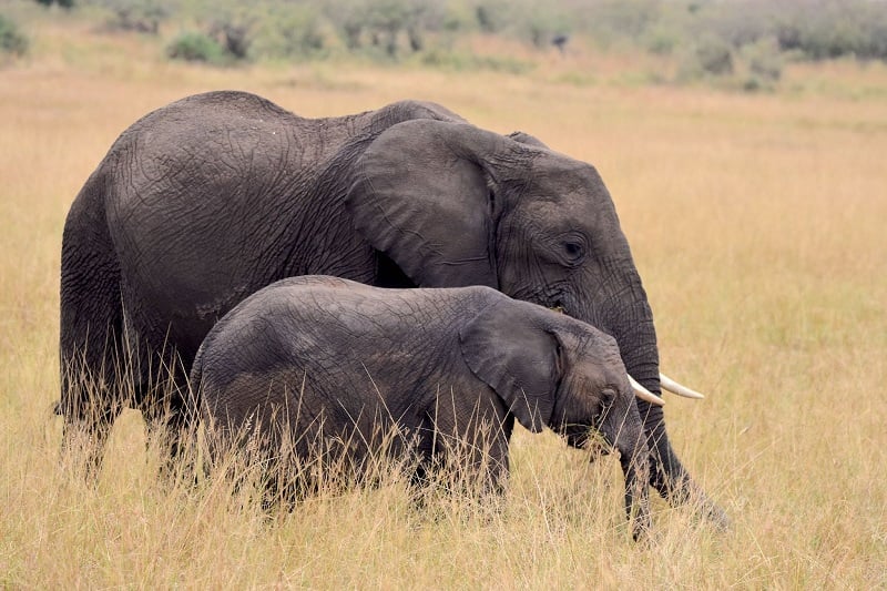 Wild African elephants walking through long grass as a mother and baby pair on safari in Uganda.