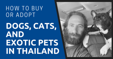 How to Buy or Adopt Dogs, Cats, and Exotic Pets in Thailand
