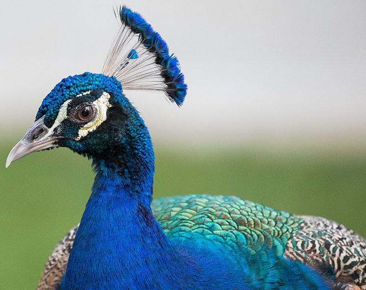 A peacock found in Wat Chaloem Phra Kiat Waraviharn park in bangkok 