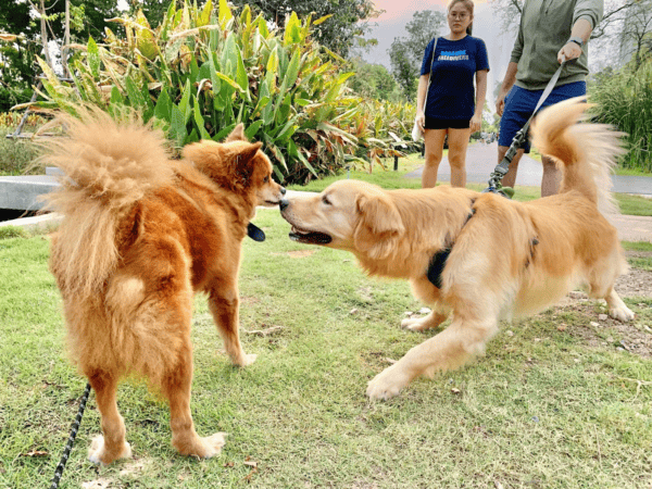 2Pup was wary of his enthusiastic new golden retriever friend at Bechakitti BMA Dog Park. Photo by Phoebe