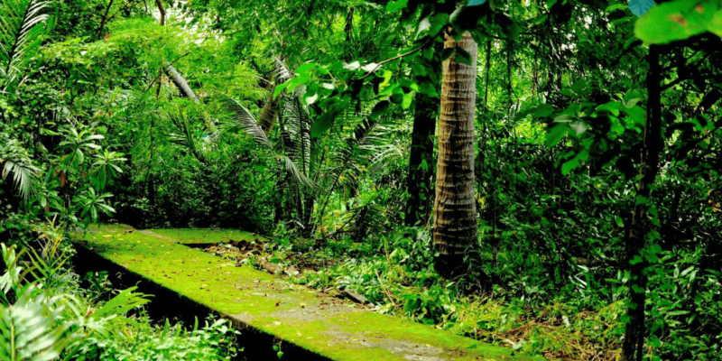 The Green Lung, Bang Kachao, Bangkok lives up to its name. Photo by Phoebe