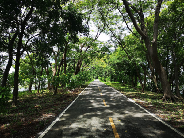 Nong Bon Lake Park road shaded by tall trees. 