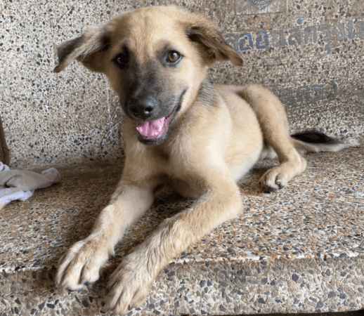 A puppy on a bench at Phutthamonthon Park’s rescue center, Dog Island by Pawsome 