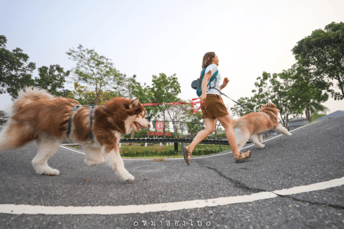 The bike paths are clear for your dogs to run before 11am at Siangpure Bike Park. Photo from Siangpure Experience Facebook. 