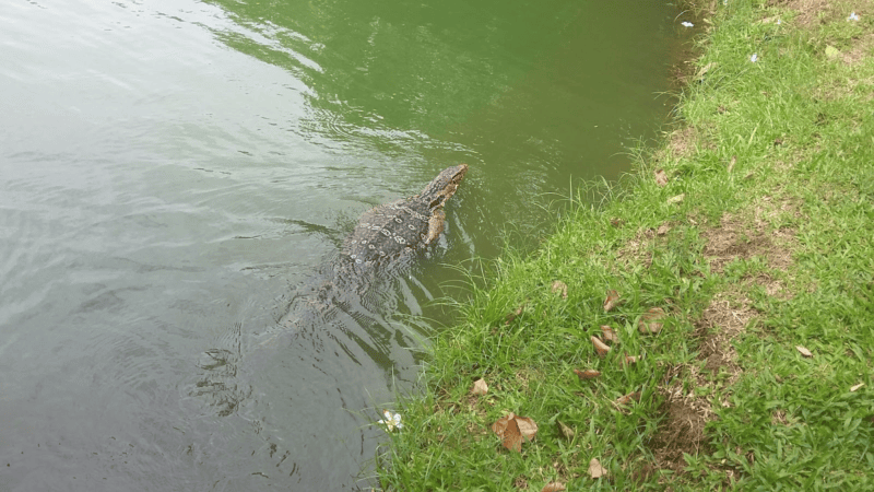 A giant water monitor lizard cooling off in Lumphini park’s lake.
