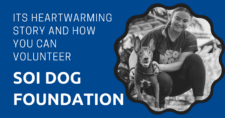 Soi Dog Foundation: Its Heartwarming Story and How You Can Volunteer