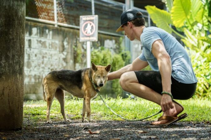 volunteer at soi dog