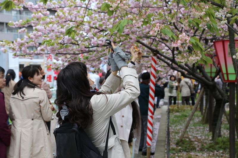 cherry blossoms in Japan