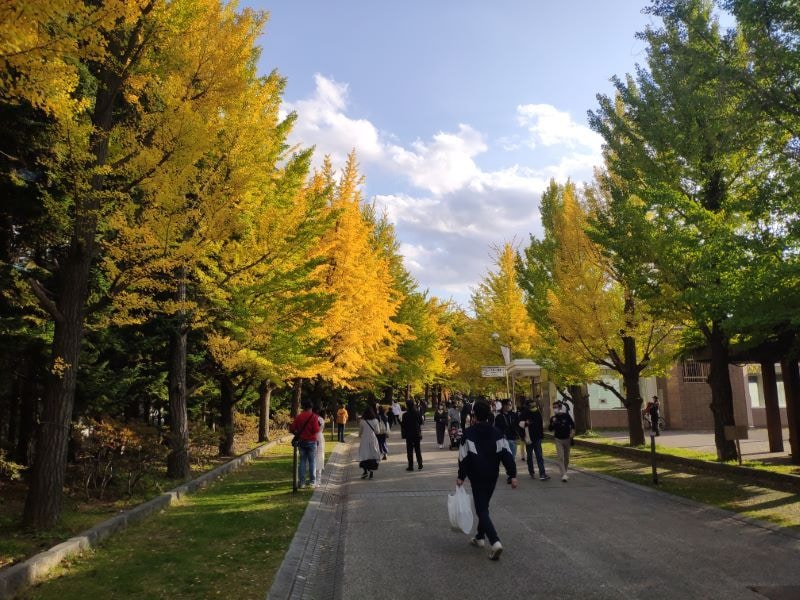 golden yellow tree in Hokkaido