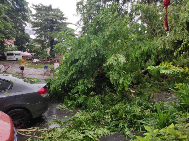 Bangkok Baum fällt über ein Auto