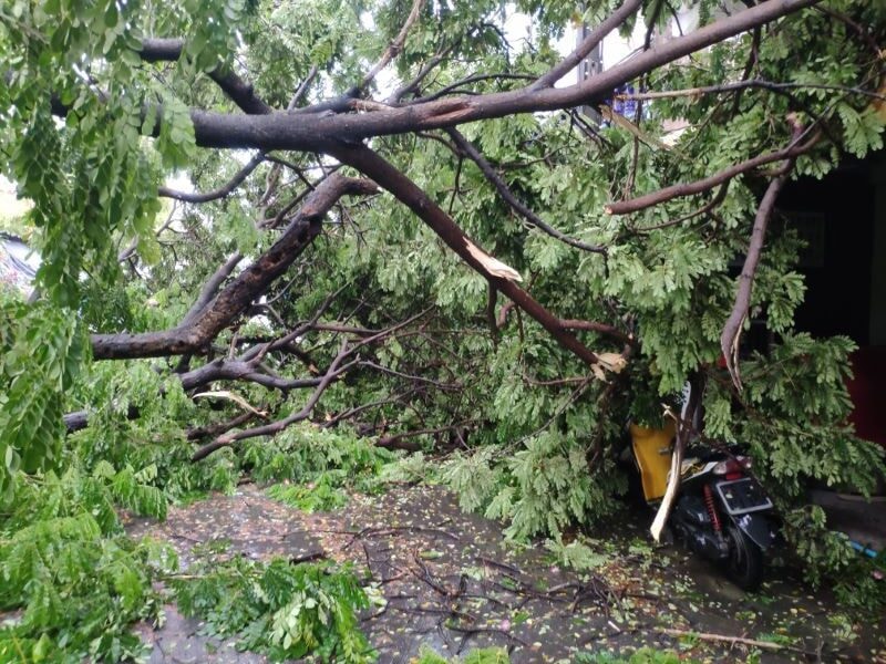 ein Baum, der auf ein Motorrad fällt
