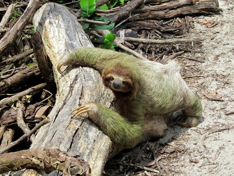 paresseux au Costa Rica