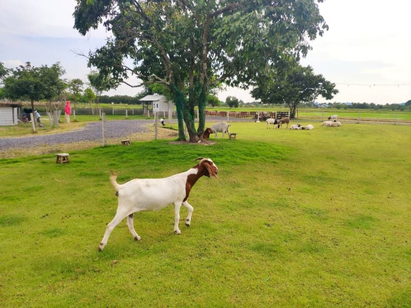 Barakat LunLa Land Cafe and Farms