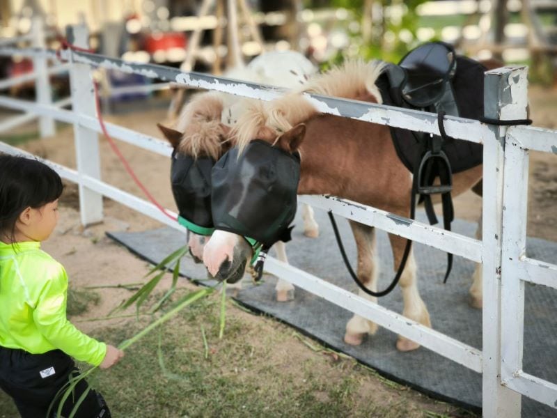 minizoo at harajuku park