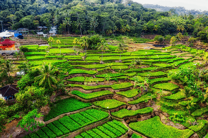 Rice Terrace in Indonesia