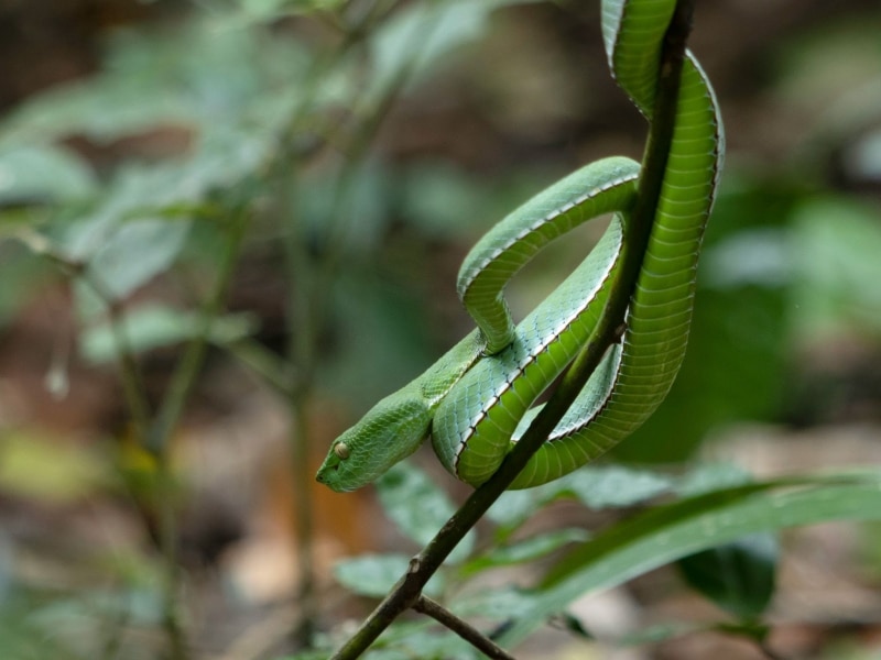 Green viper in Thailand