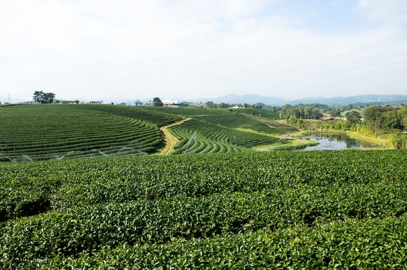 plantación de té en Chiang Rai