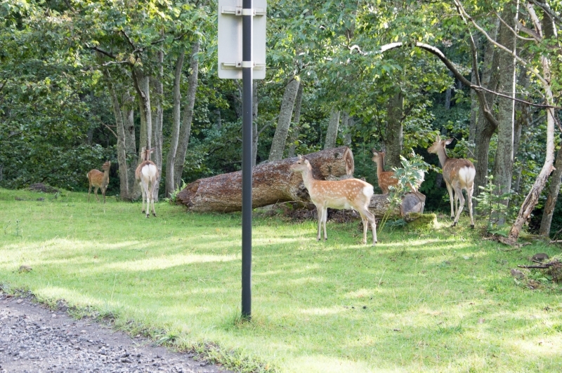 deers in shiretoko natural park