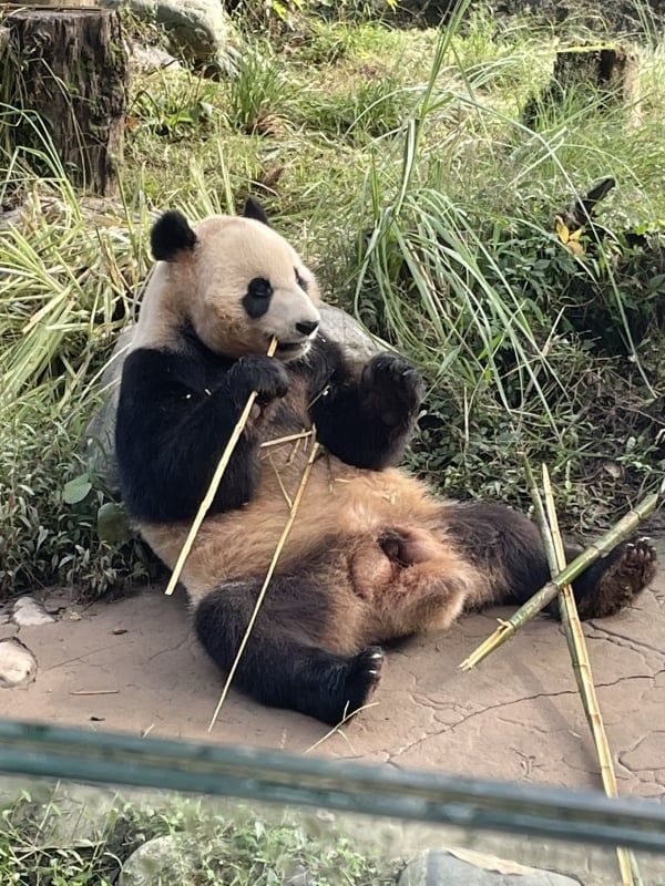 panda in Chendu