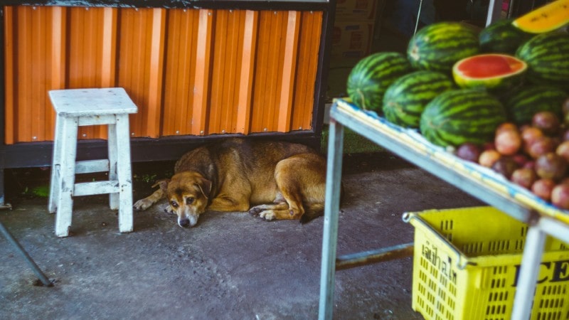 street dog in Phuket