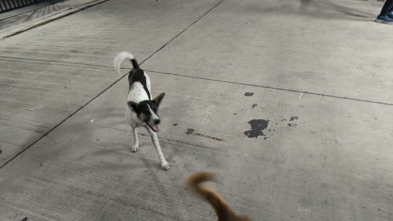 street dog in Rayong