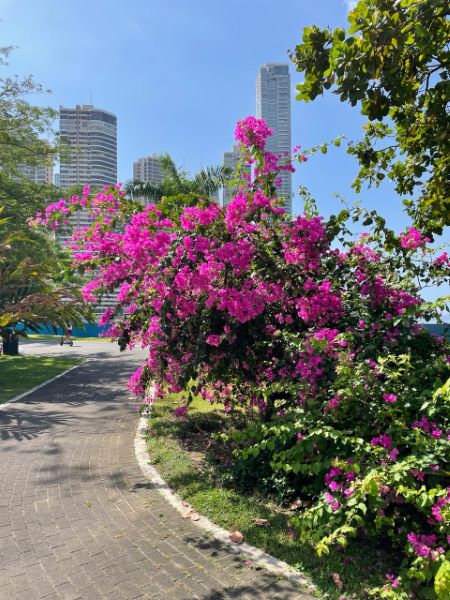 Bougainvillea in a park with the Panama City skyline behind
