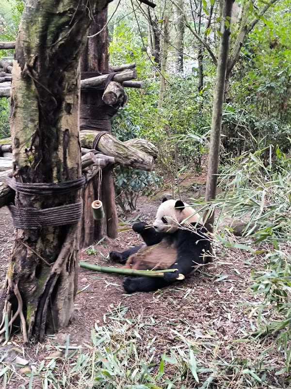 A giant panda eating bamboo at a Chengdu reserve
